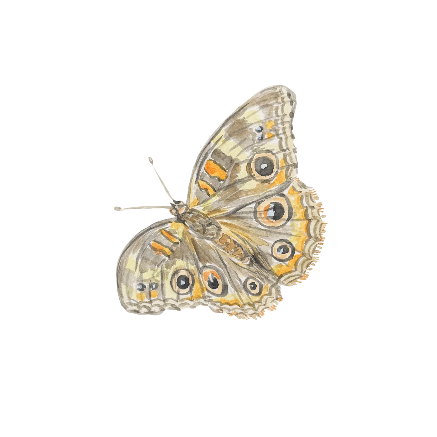 Common Buckeye Watercolor (Framed)