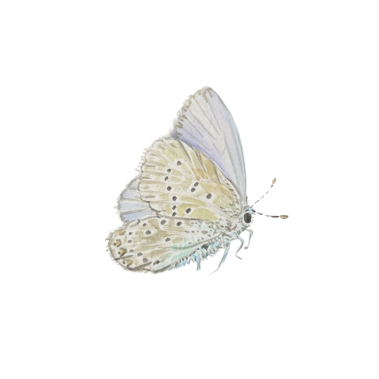 Palos Verdes Blue Butterfly Watercolor (Framed)