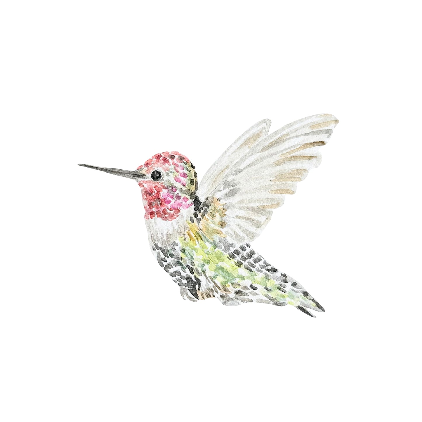 "Anna's Hummingbird" Watercolor Print