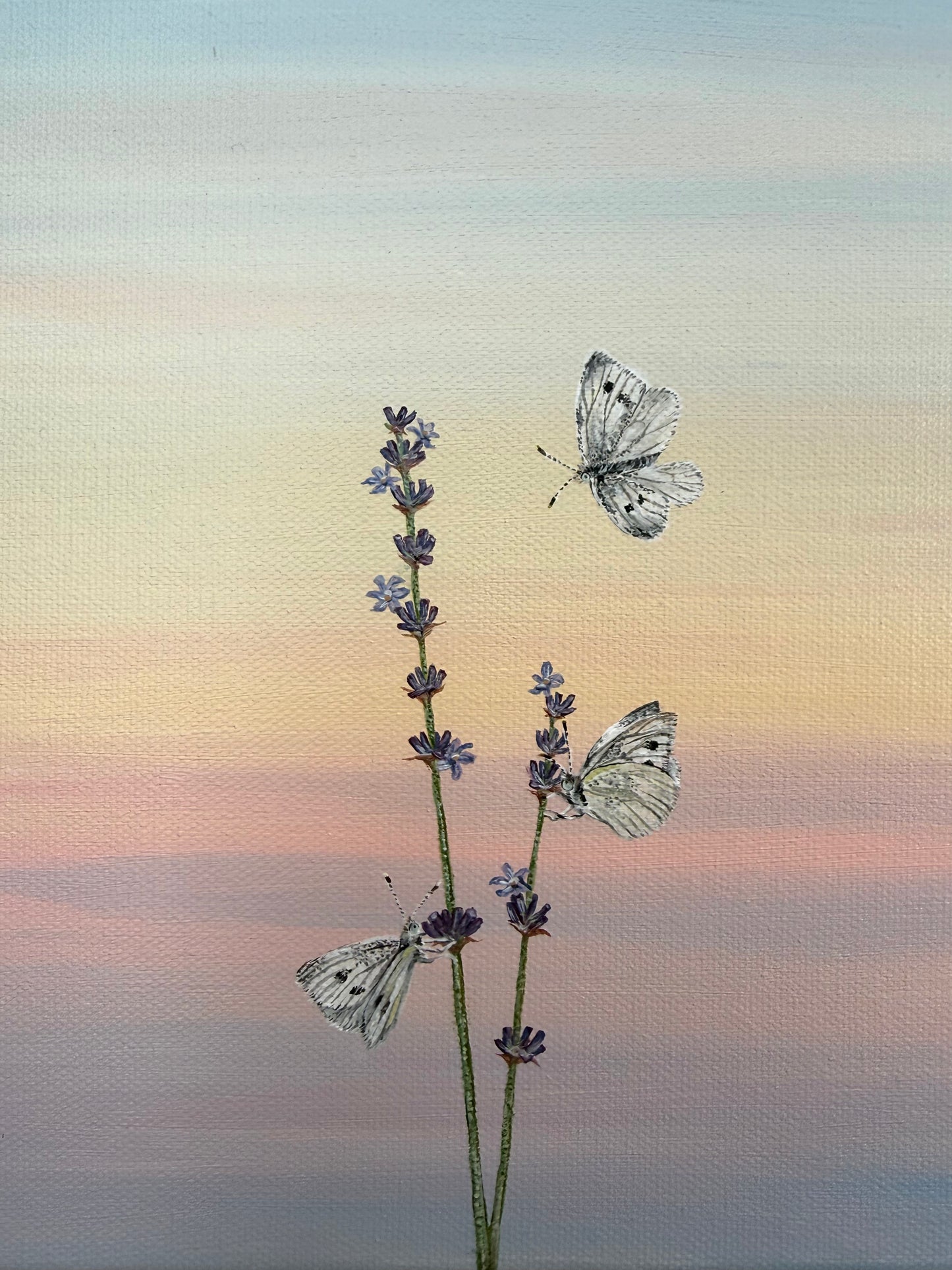 Cabbage Whites on Lavender