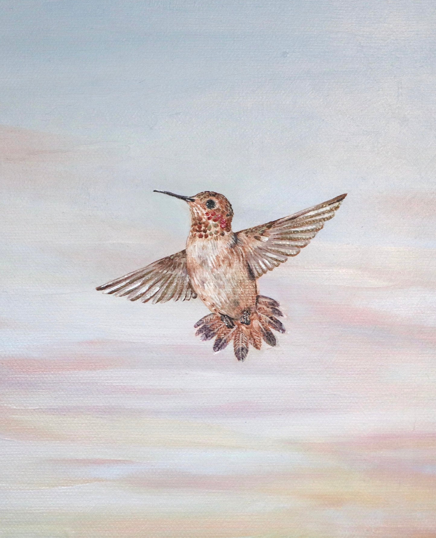 Rufous Hummingbird at Sunrise