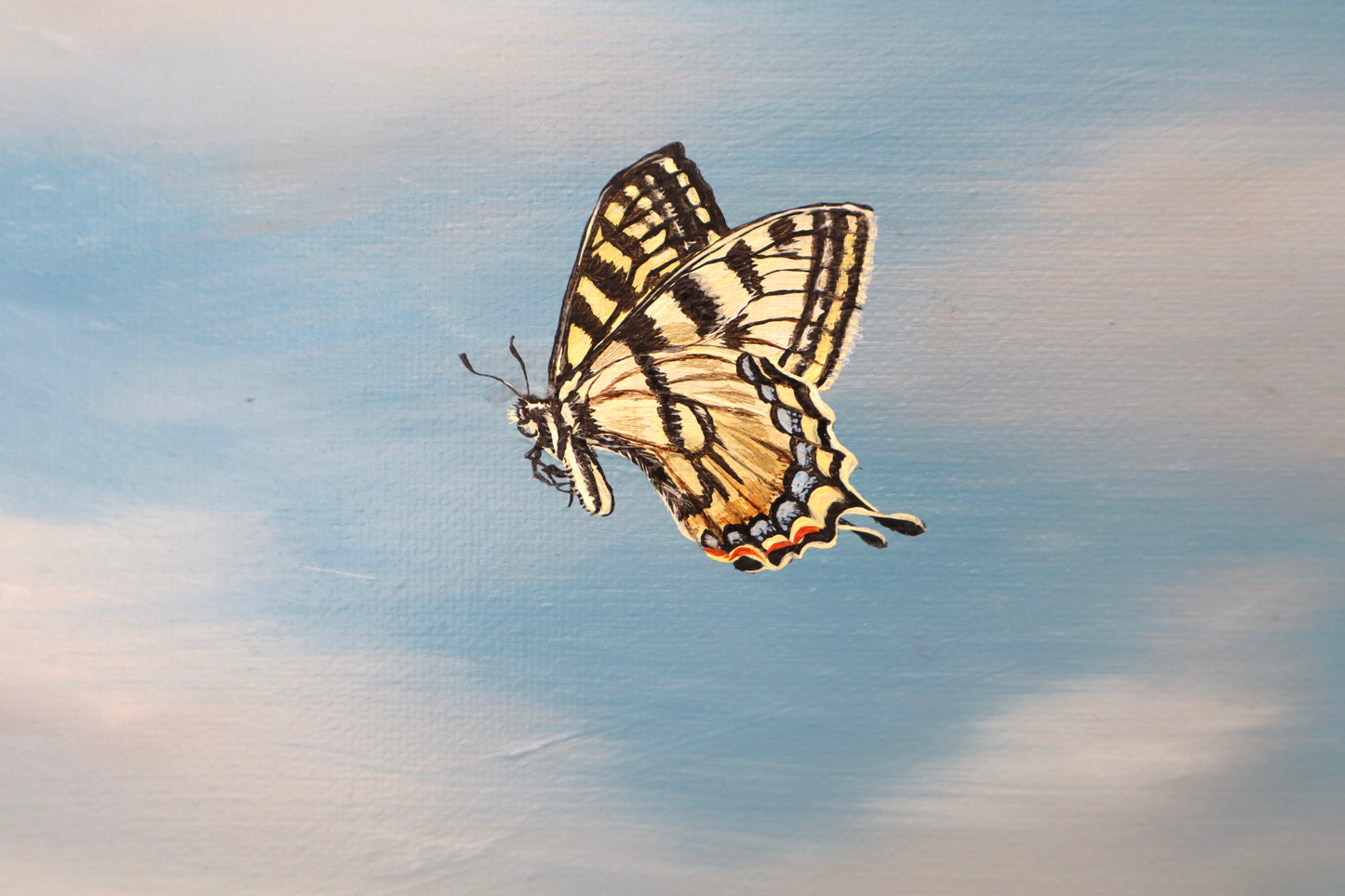 Swallowtails in the Sun