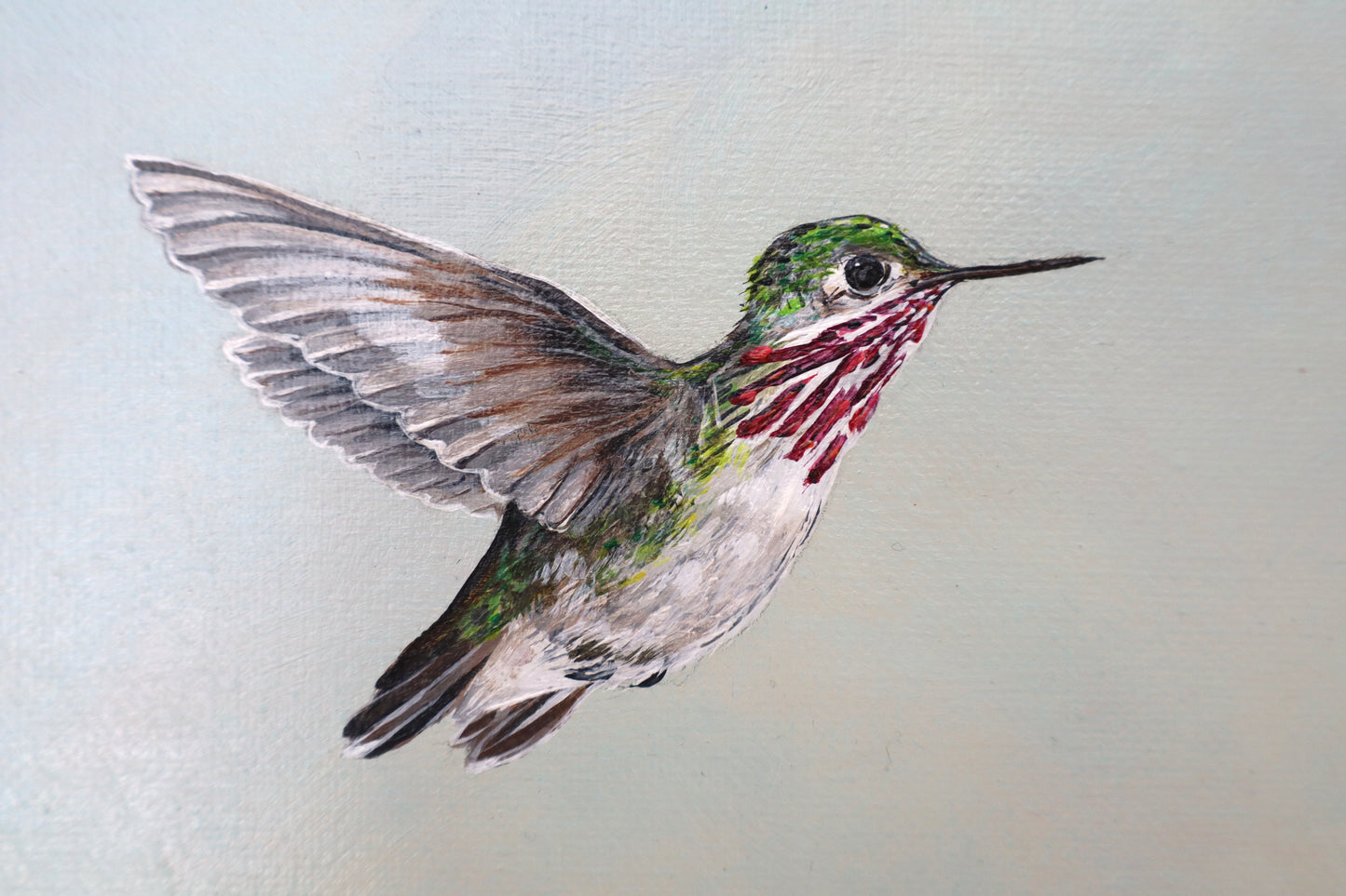 Calliope Hummingbirds
