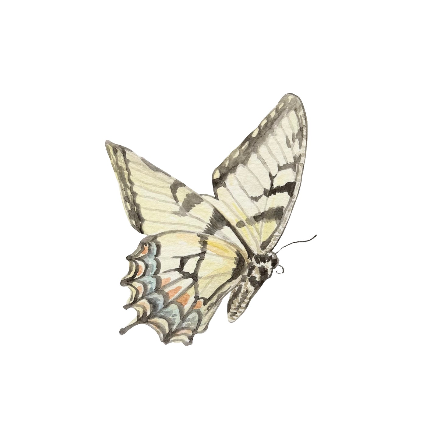"Western Tiger Swallowtail" Watercolor Print