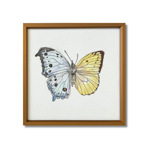 Mother of Pearl x Lemon Emigrant