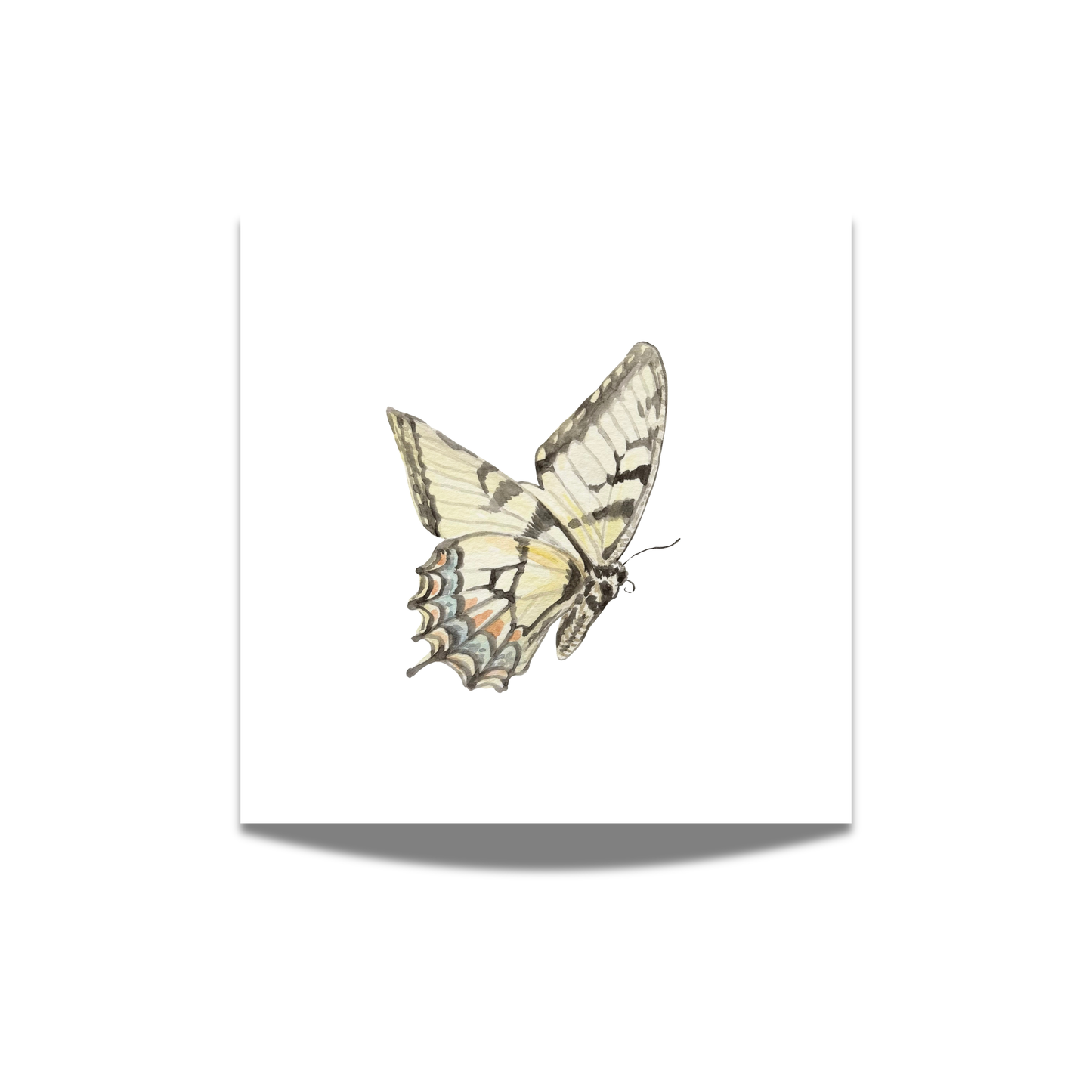 "Western Tiger Swallowtail" Watercolor Print