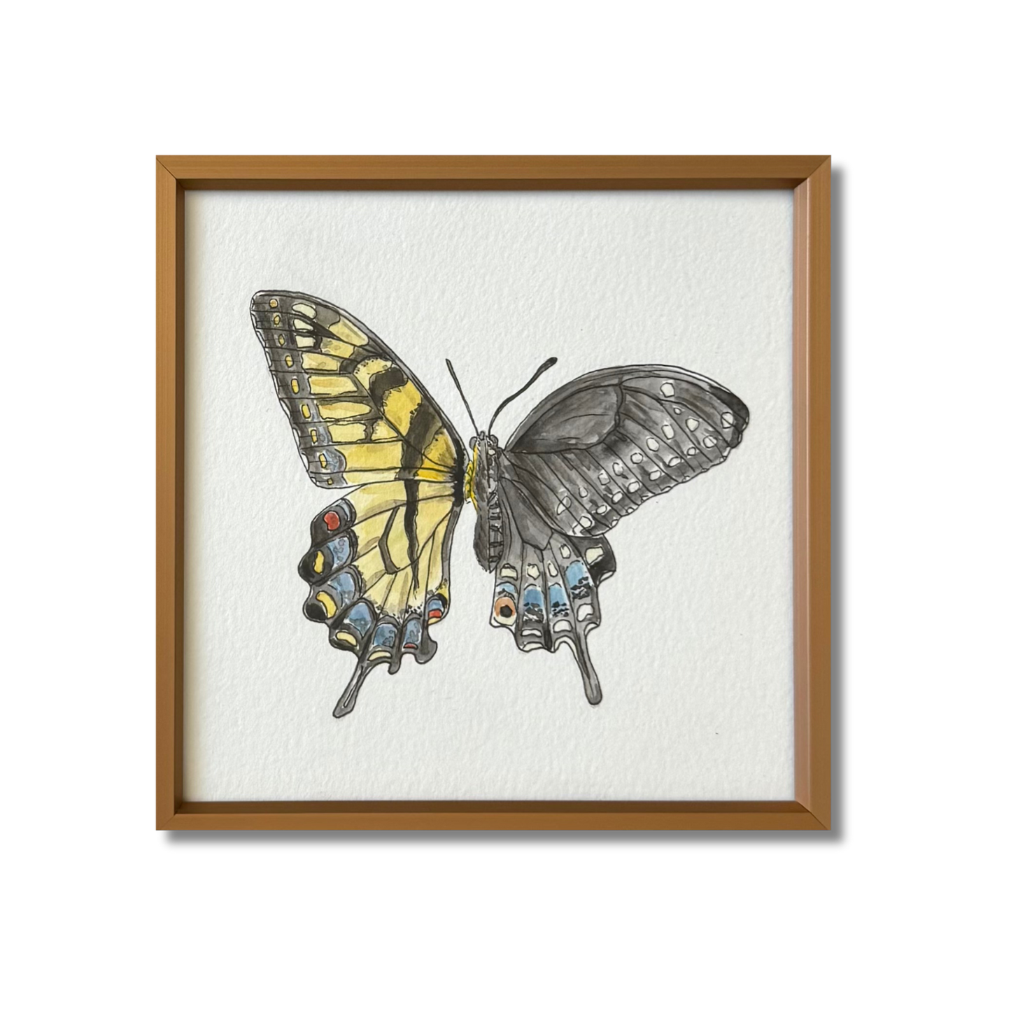 Eastern Tiger x Black Swallowtail