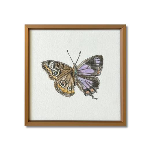 Buckeye x Colorado Haristreak