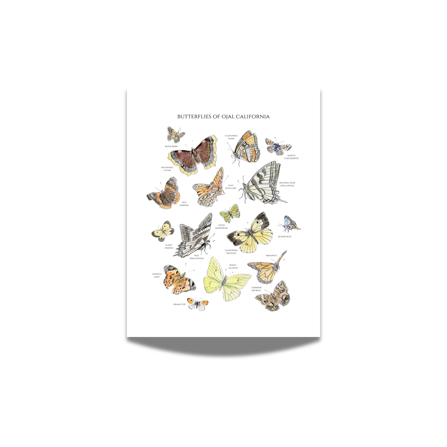 "Butterflies of Ojai" Watercolor Print (Labeled)