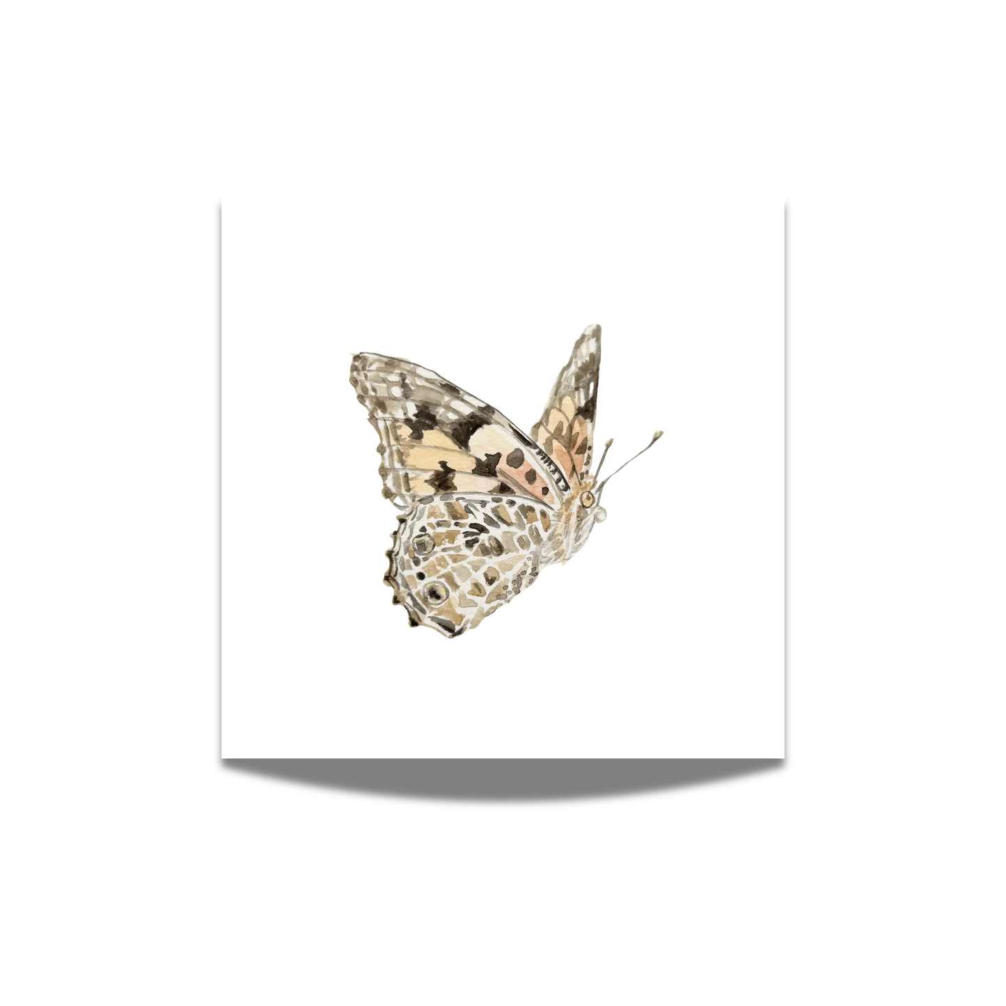 "Painted Lady" Watercolor Print