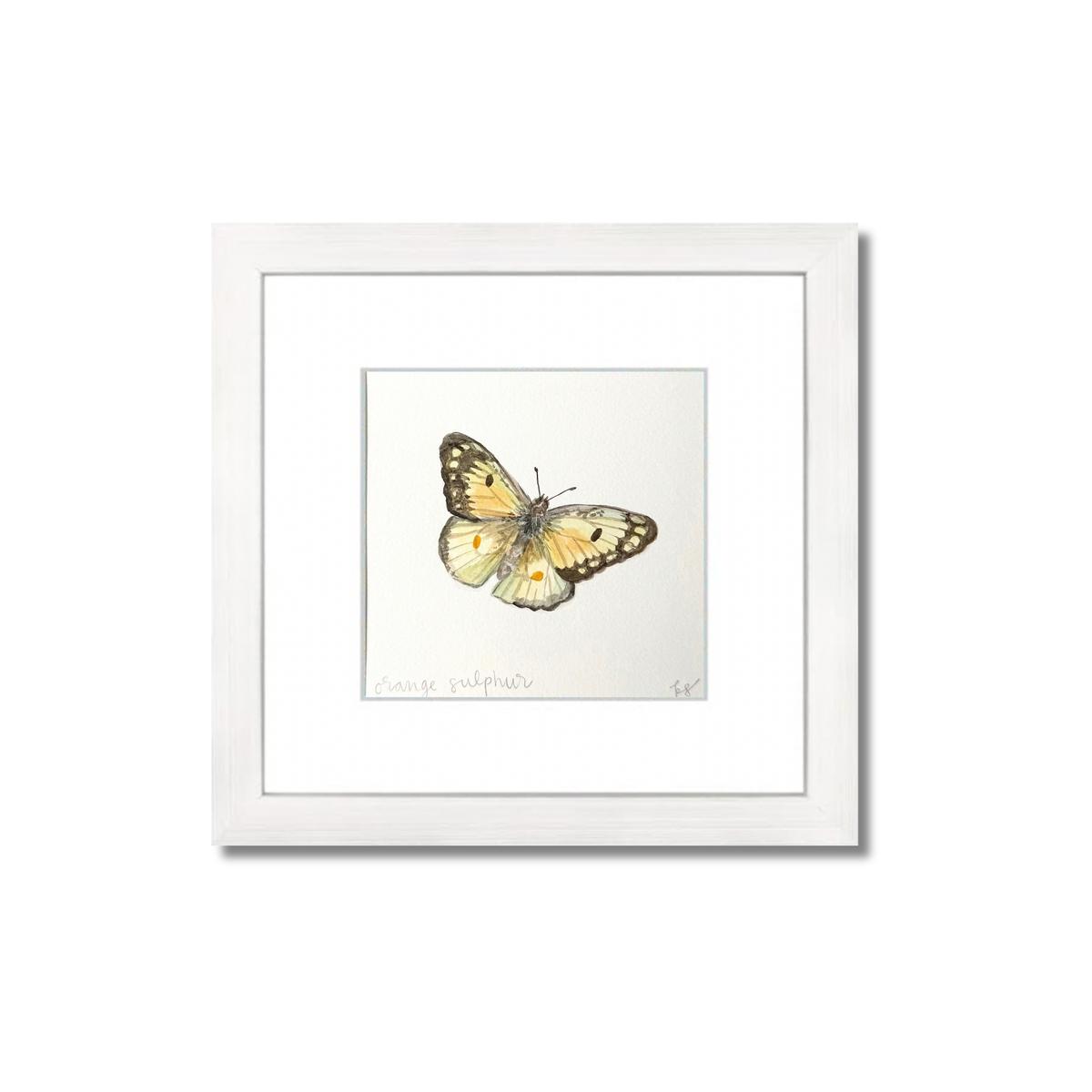 Orange Sulphur Watercolor (Framed)