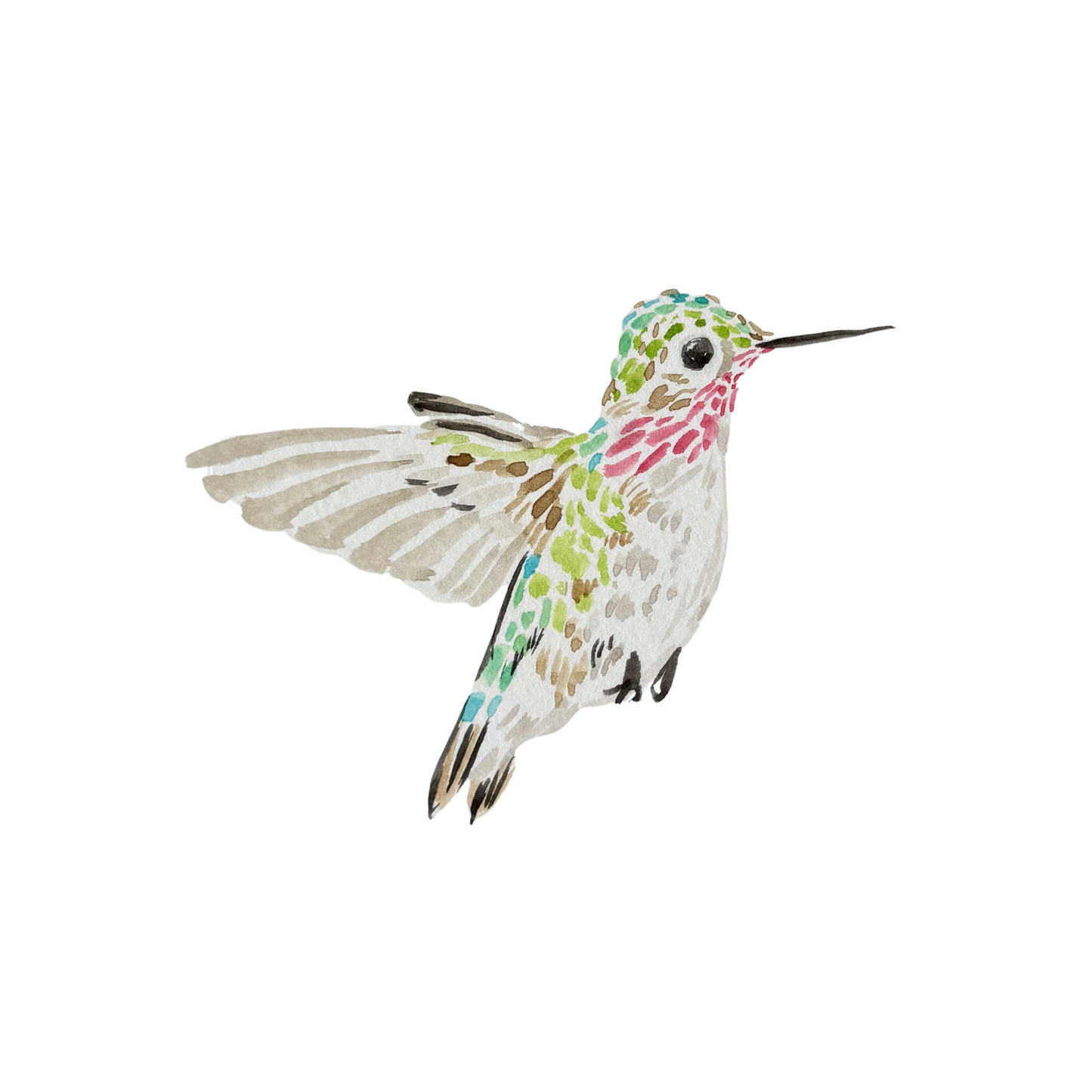 Calliope Hummingbird Watercolor (Framed)