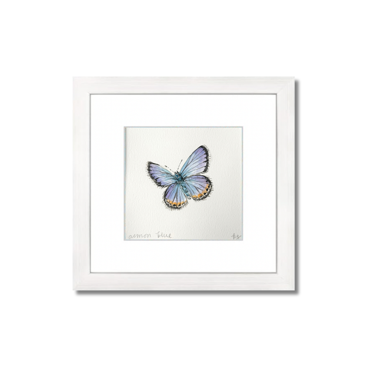 Acmon Blue Watercolor (Framed)