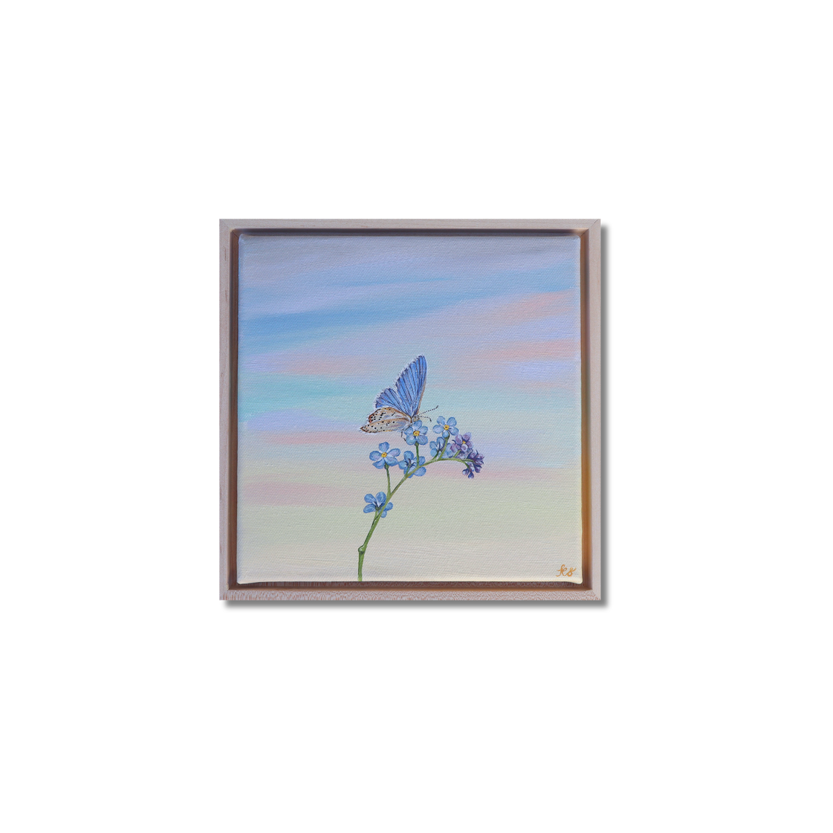 Forget Me Not