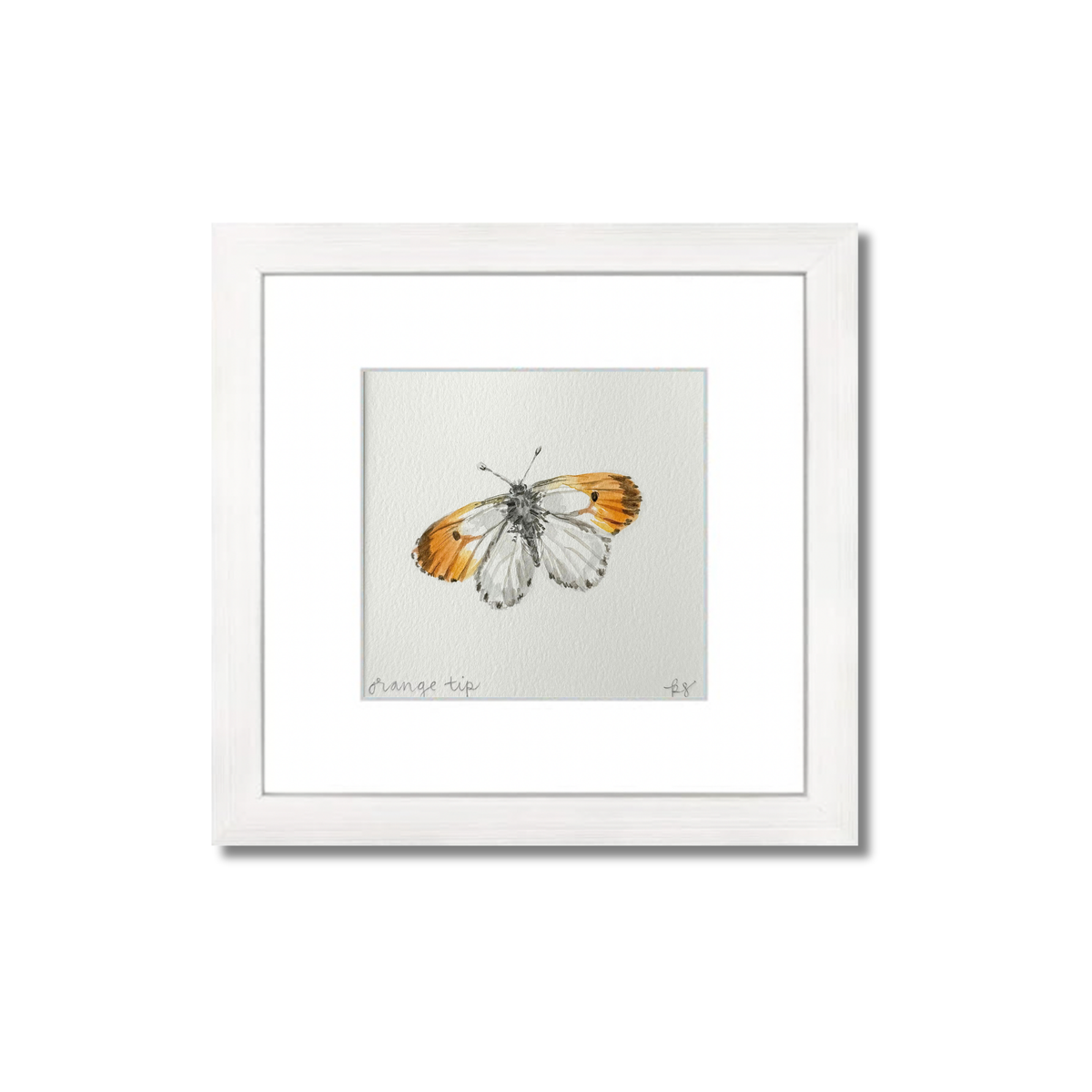 Orange Tip Watercolor (Framed)