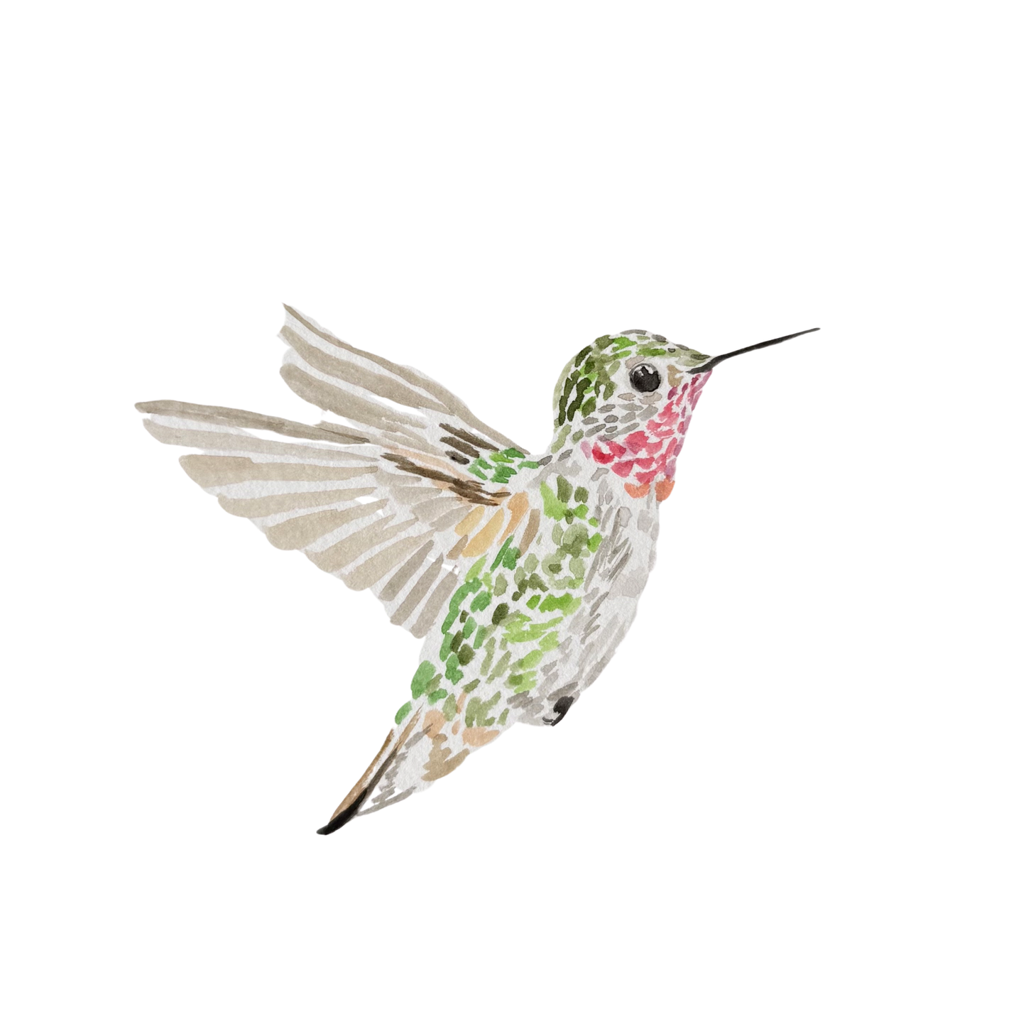 Broad-Tailed Hummingbird Watercolor (Framed)