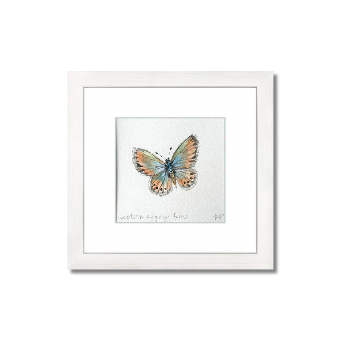 Western Pygmy Blue Watercolor (Framed)