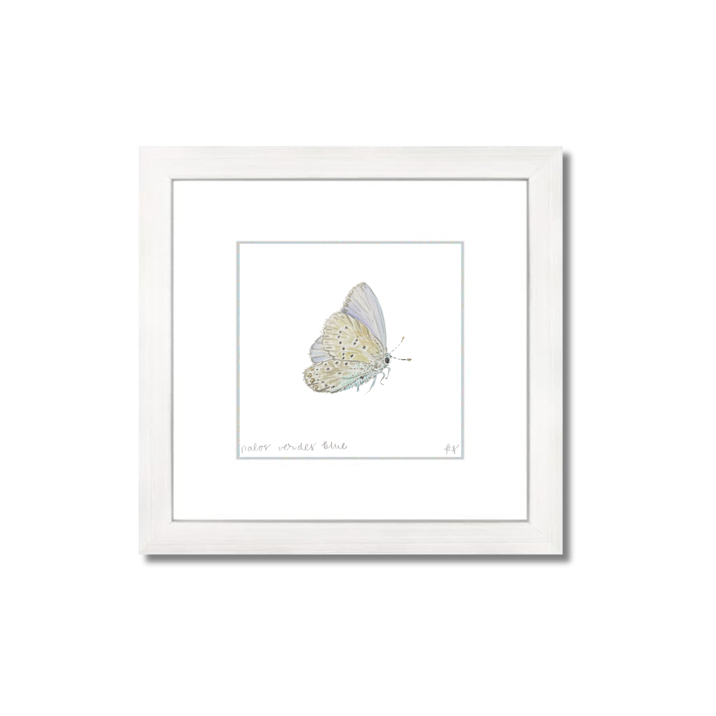 Palos Verdes Blue Butterfly Watercolor (Framed)