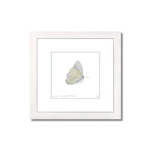 Palos Verdes Blue Butterfly Watercolor (Framed)