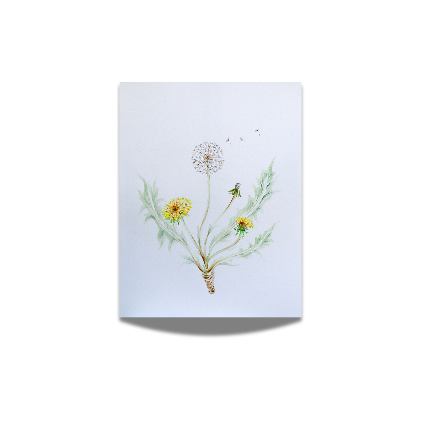 "Dandelion Study" Fine Art Print