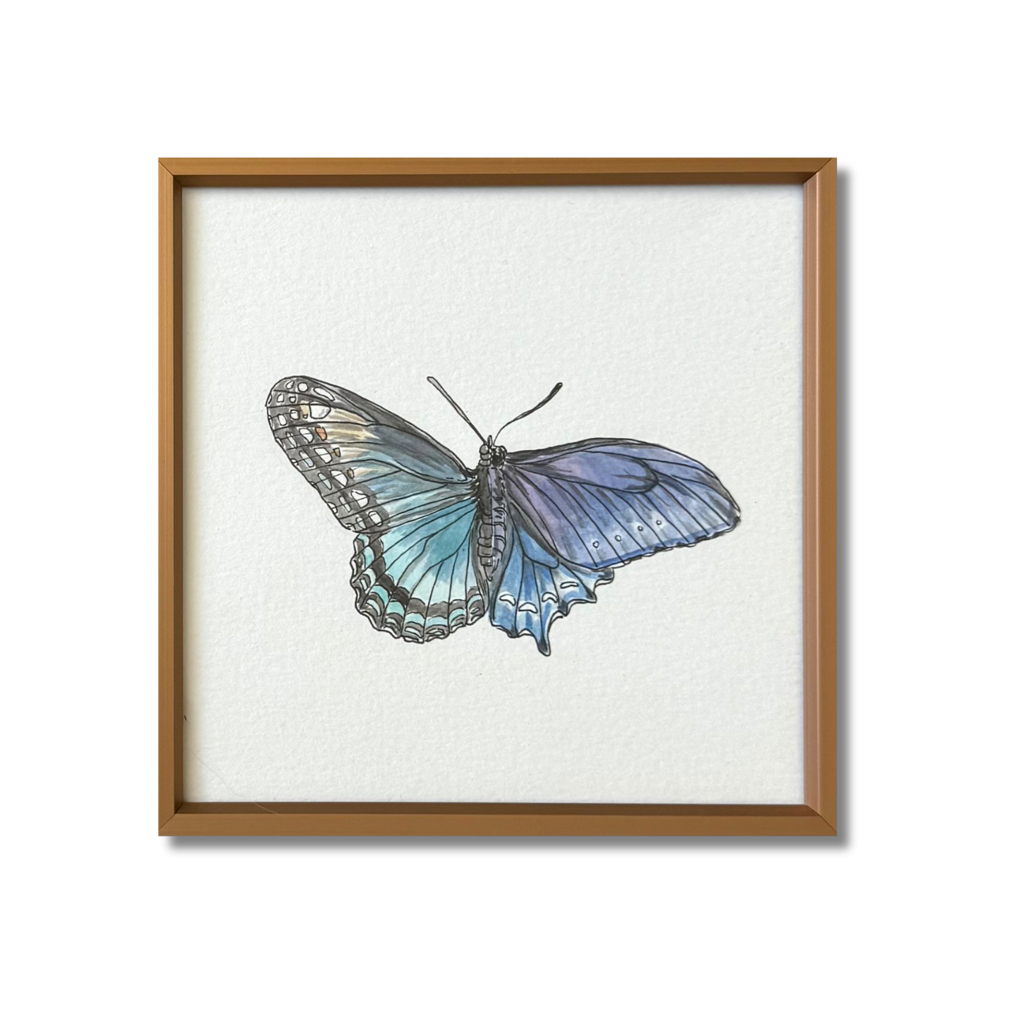 Red Spotted Purple x Pipevine Swallowtail