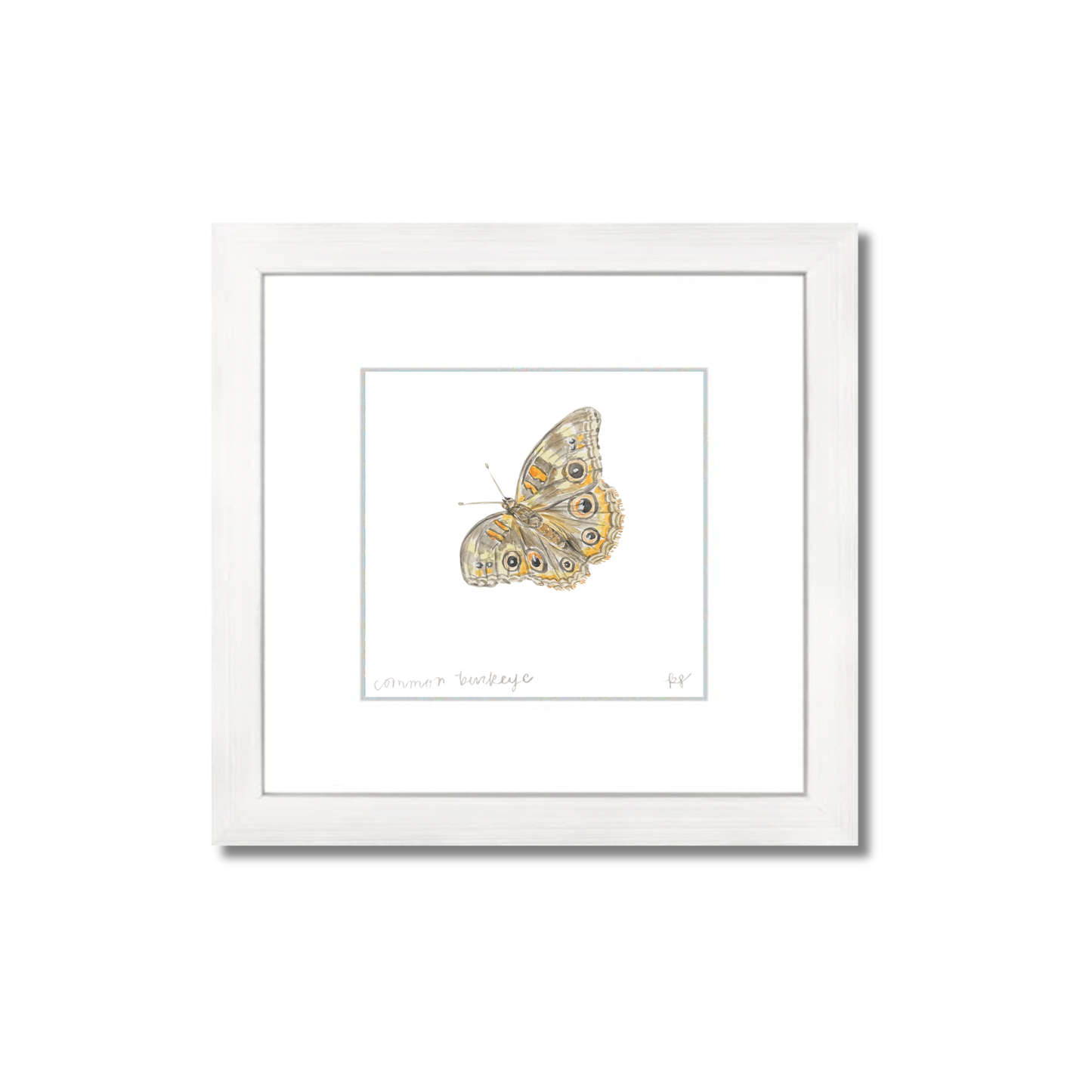 Common Buckeye Watercolor (Framed)