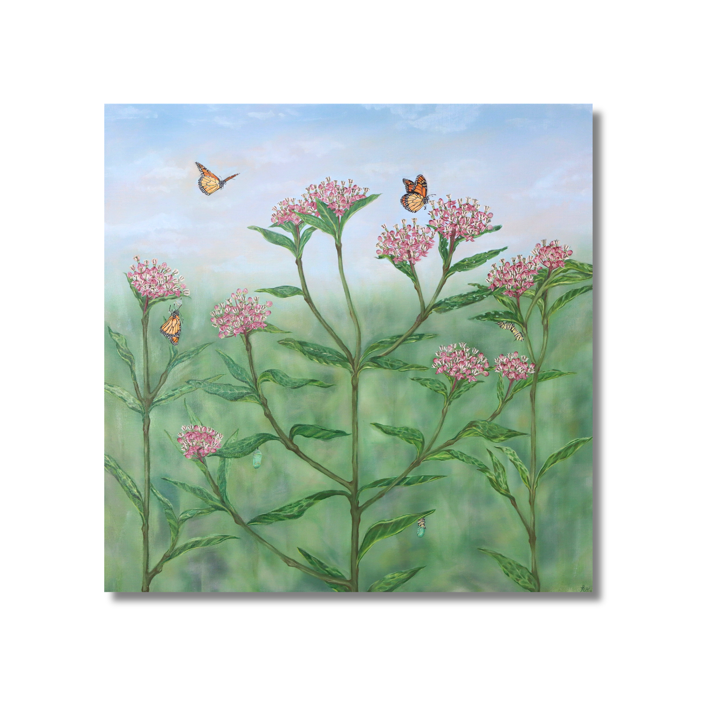 Monarchs on Milkweed