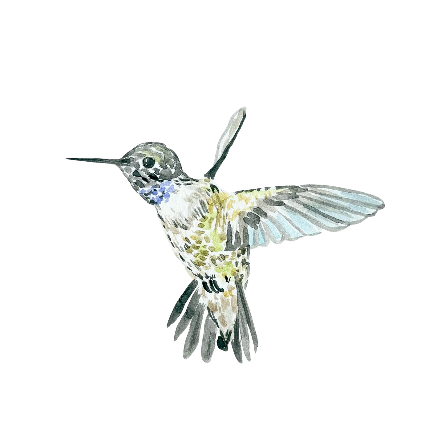 "Black-Chinned Hummingbird" Watercolor Print