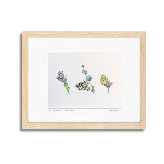 Blue, Swallowtail, and Sulphur Watercolor (Framed)