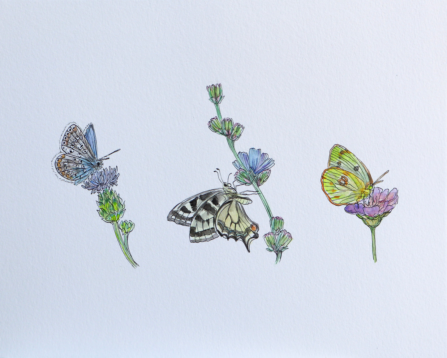 Blue, Swallowtail, and Sulphur Watercolor (Framed)