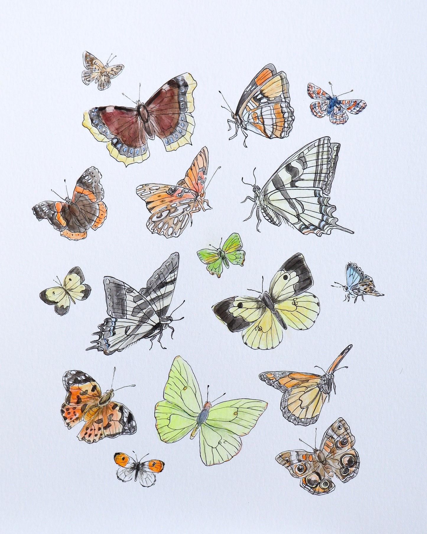 Butterflies of Ojai Watercolor (Framed)