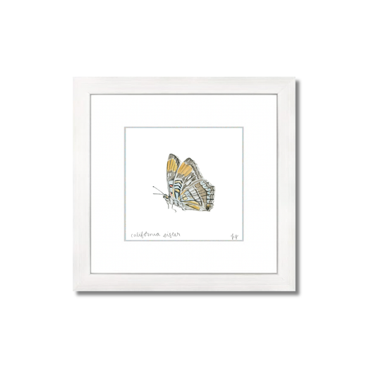 California Sister Butterfly Watercolor (Framed)