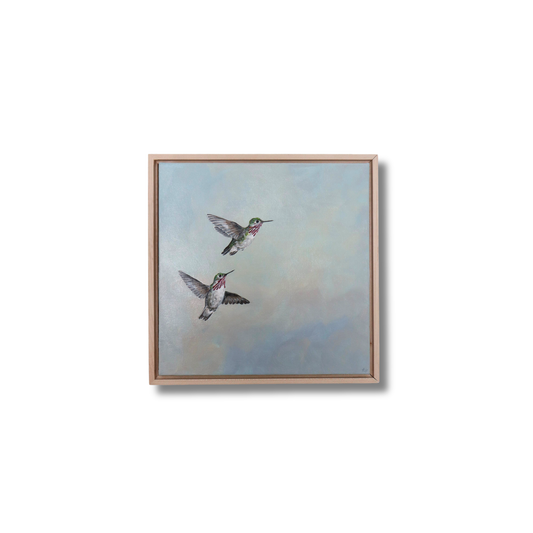 Calliope Hummingbirds