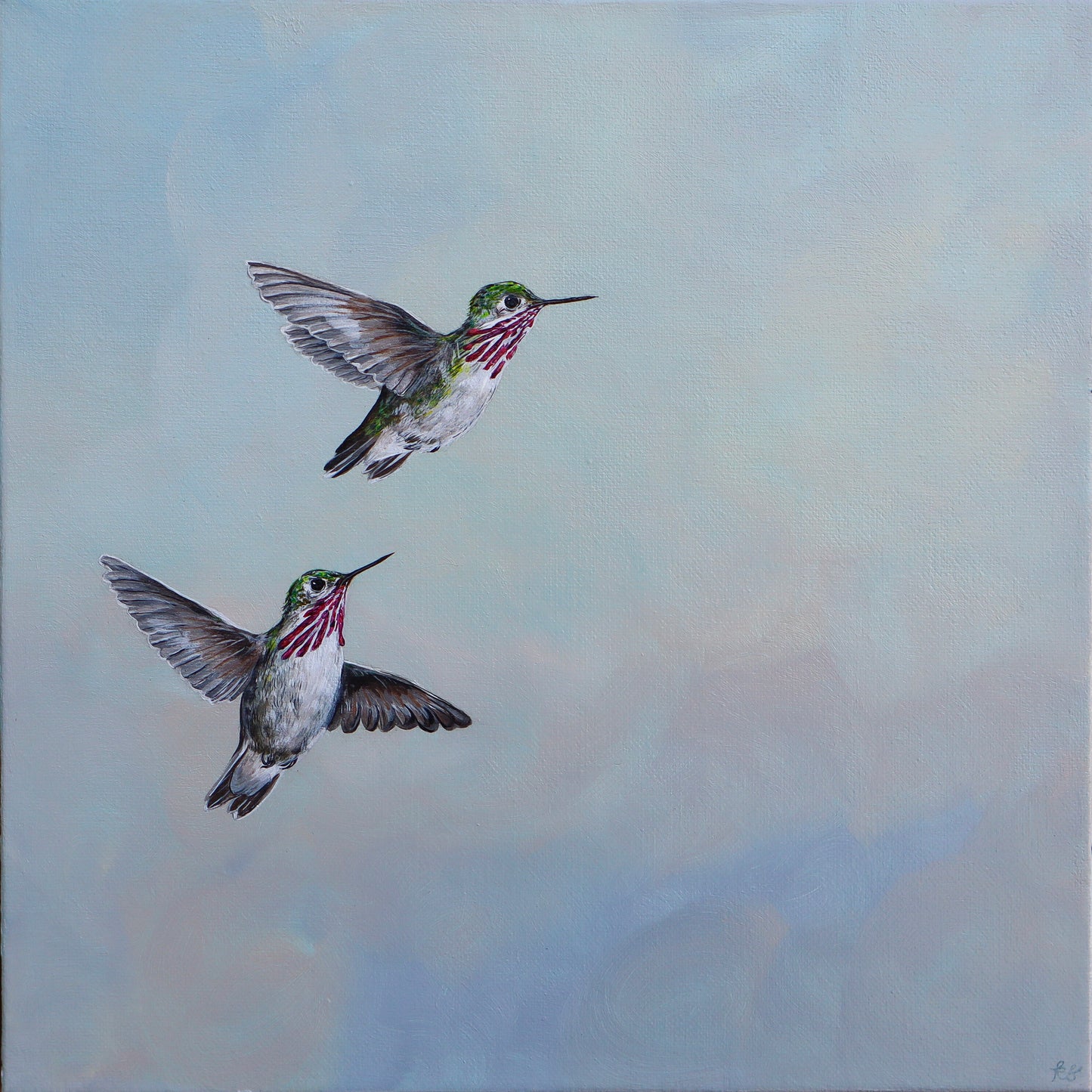 "Calliope Hummingbirds" Fine Art Print