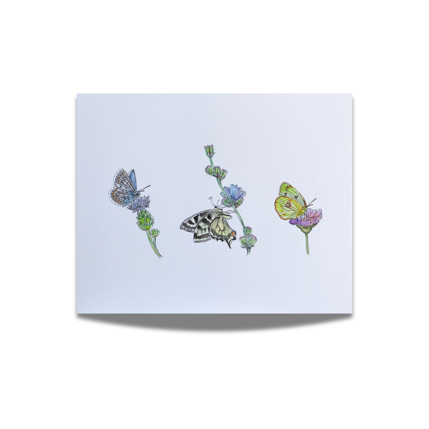 "Blue, Swallowtail, and Sulphur" Watercolor Print
