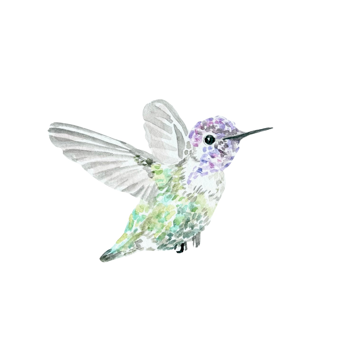 "Costas Hummingbird" Watercolor Print