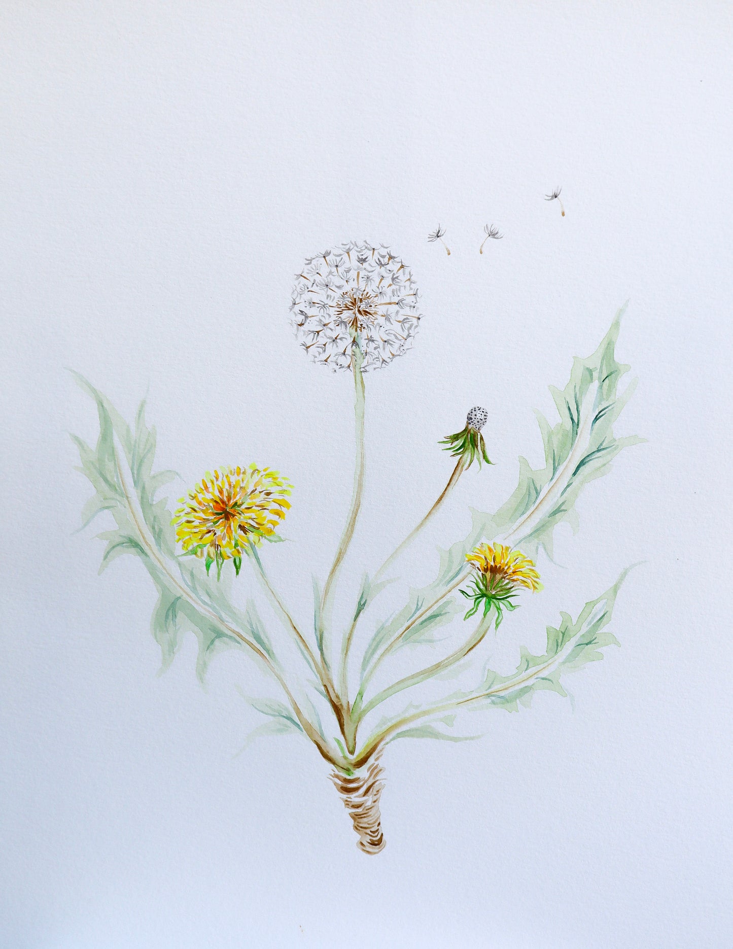 "Dandelion Study" Fine Art Print