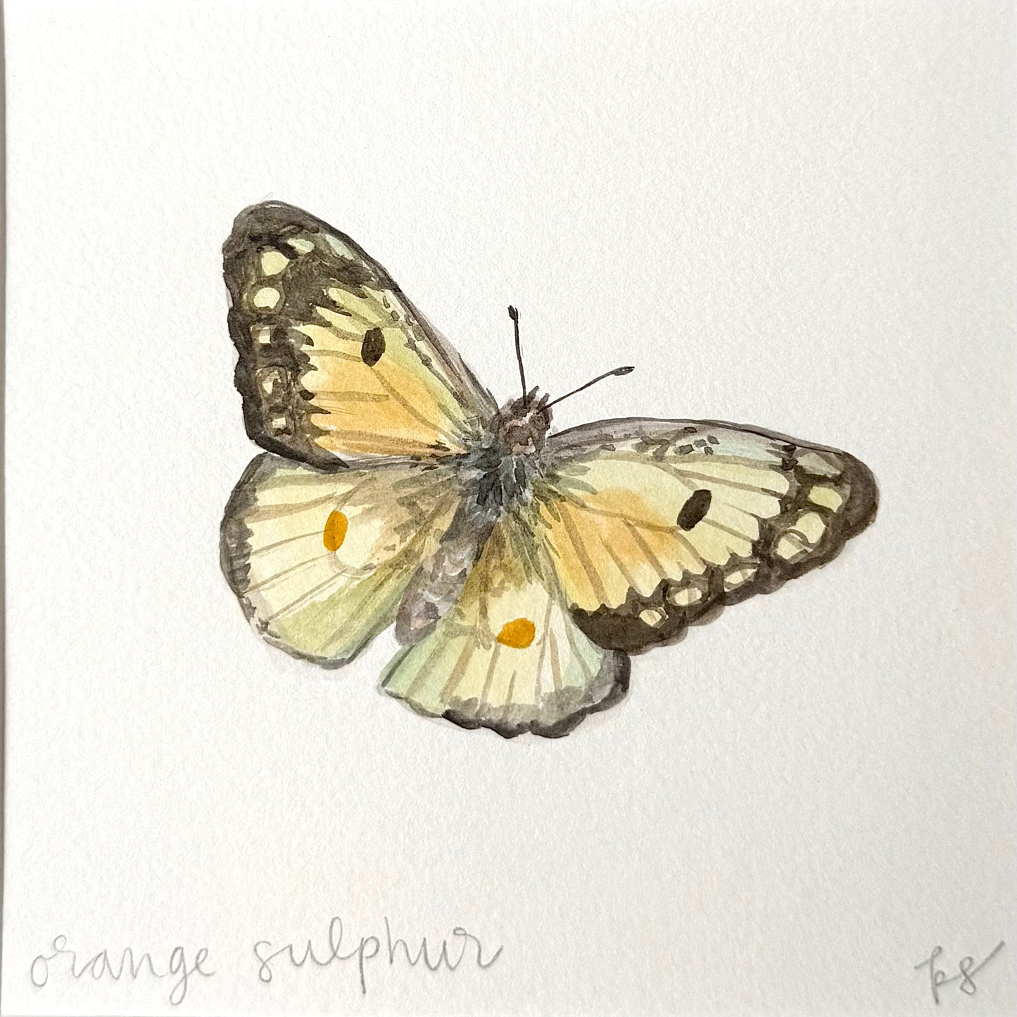 Orange Sulphur Watercolor (Framed)