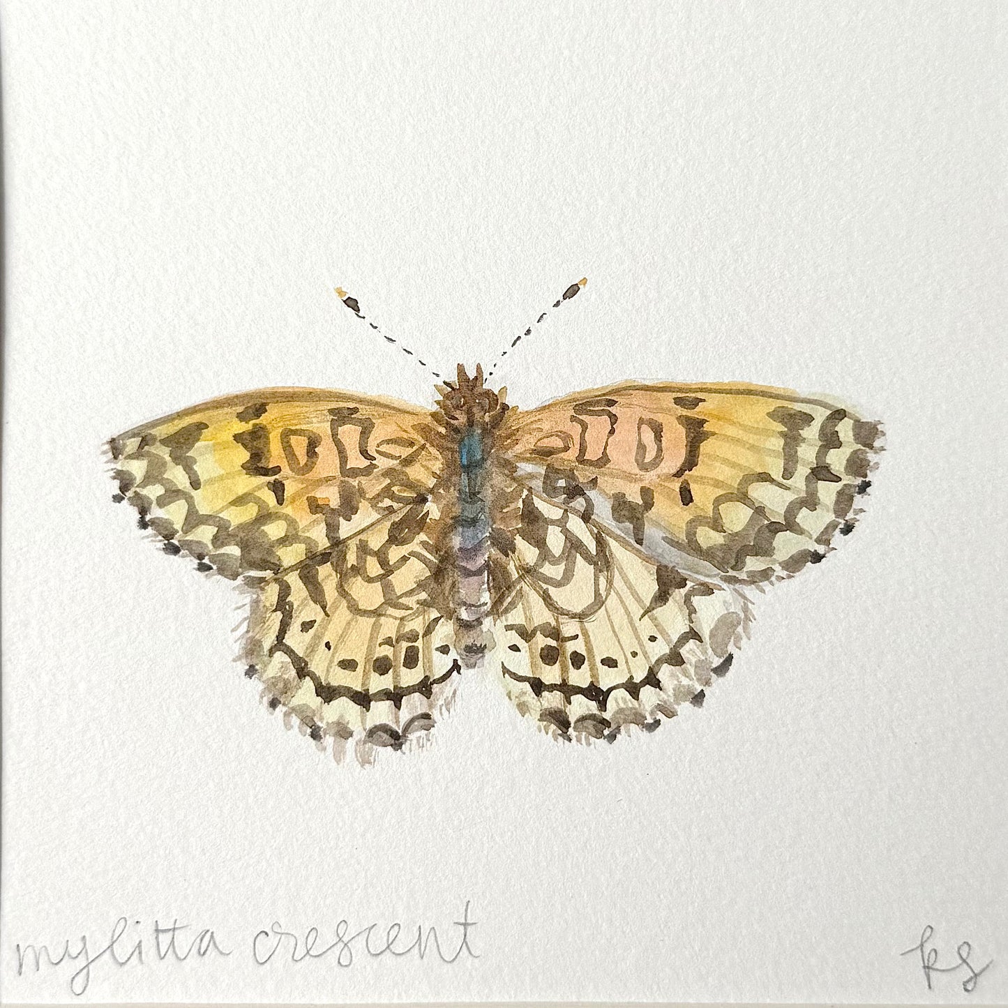 Mylitta Crescent Watercolor (Framed)