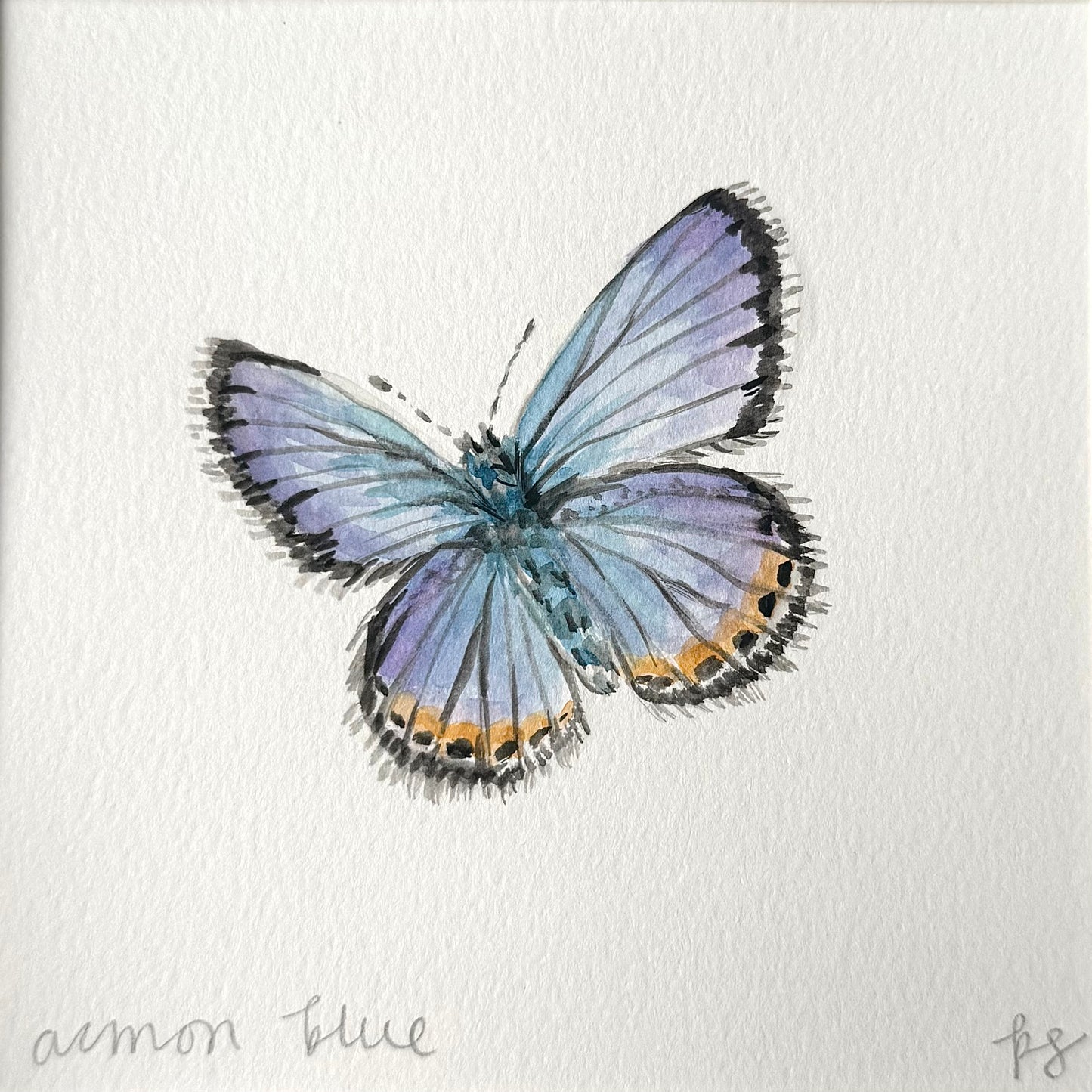 Acmon Blue Watercolor (Framed)