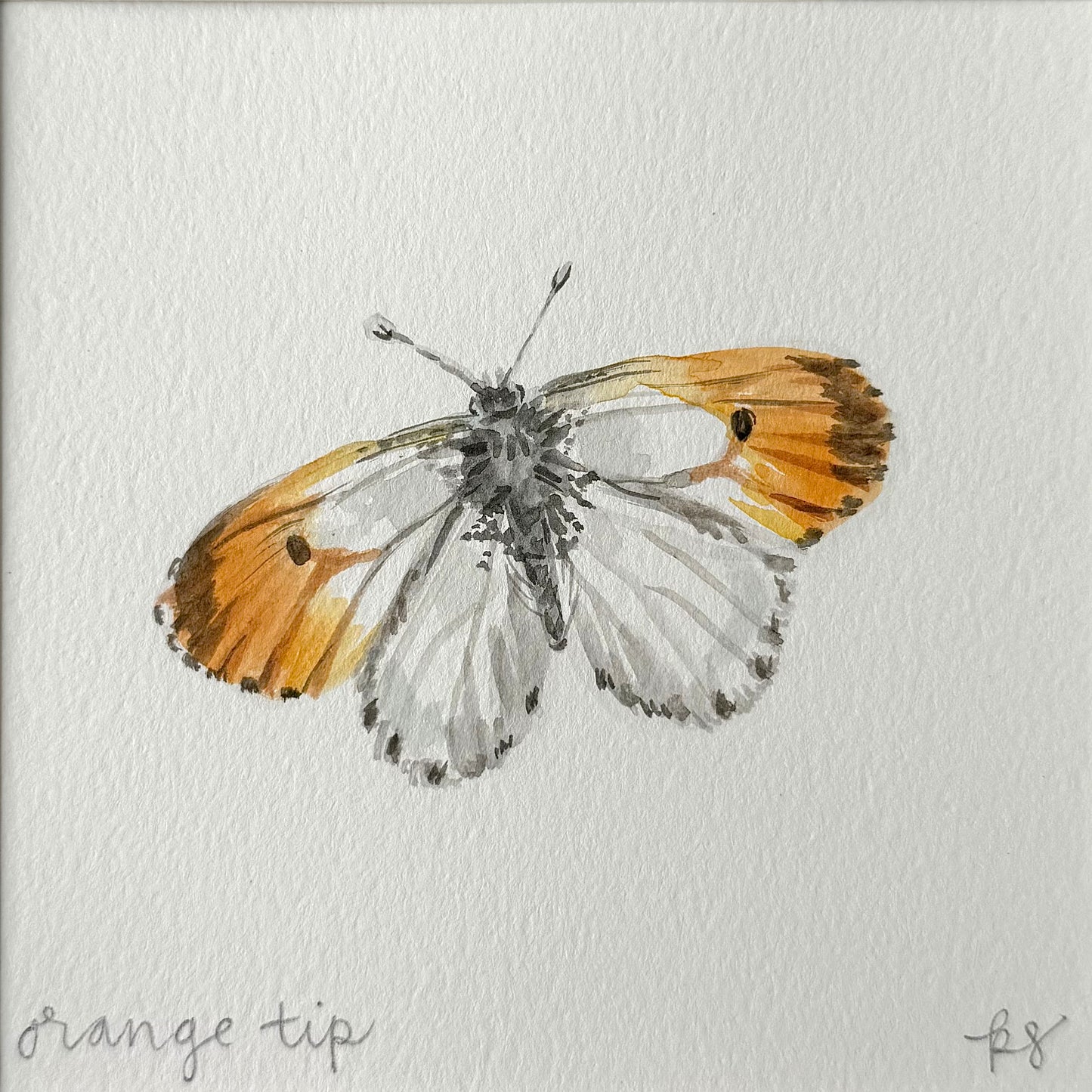 Orange Tip Watercolor (Framed)