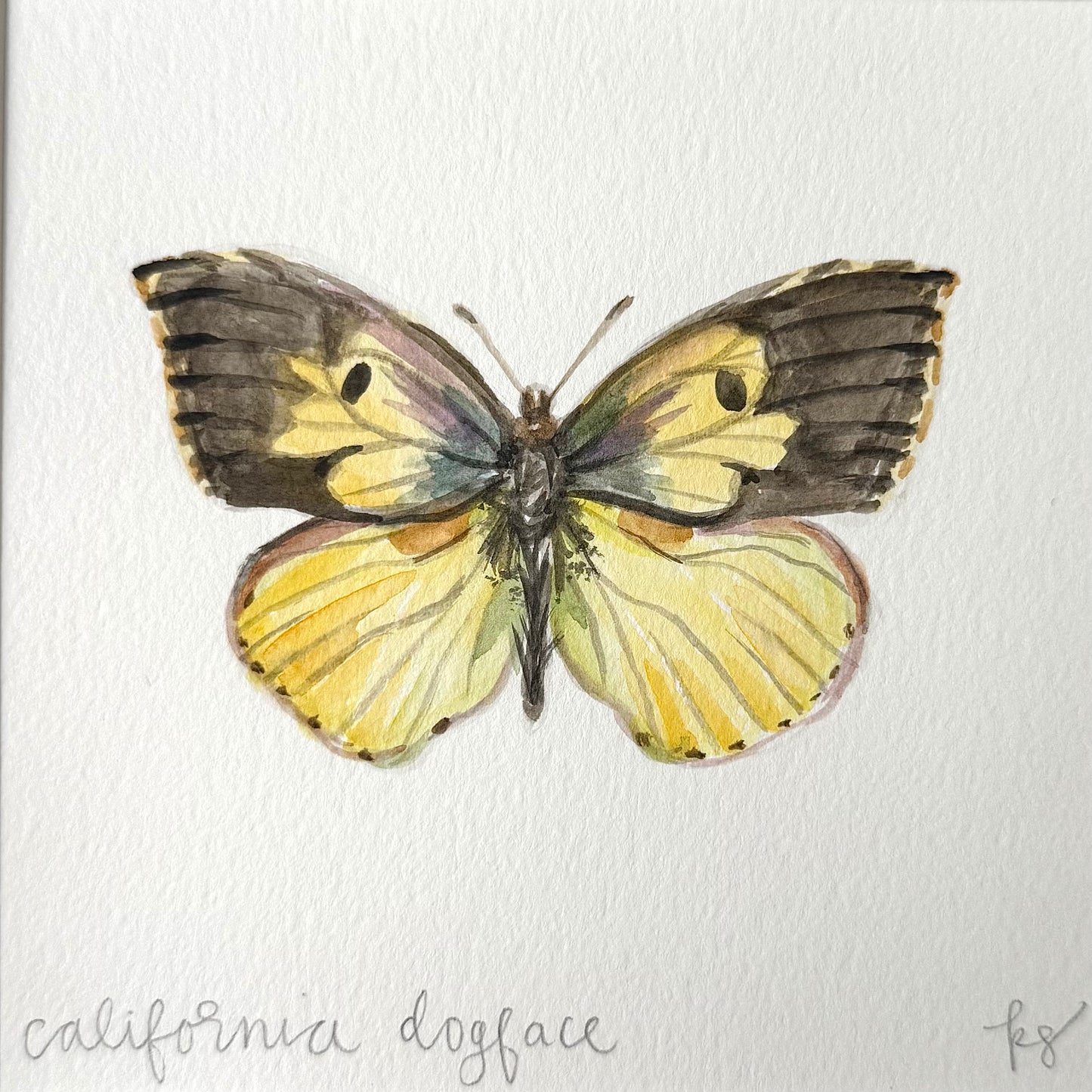 California Dogface Watercolor (Framed)
