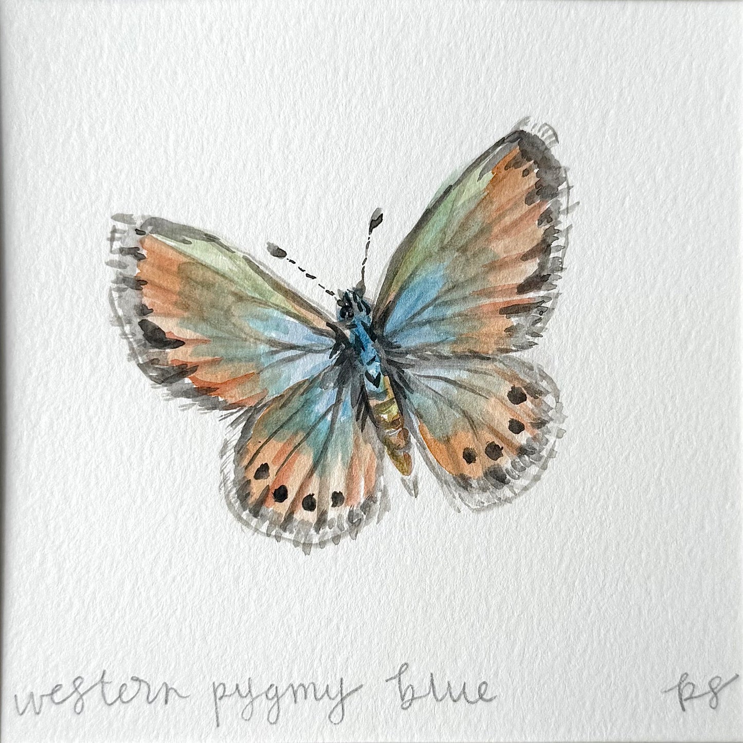 Western Pygmy Blue Watercolor (Framed)