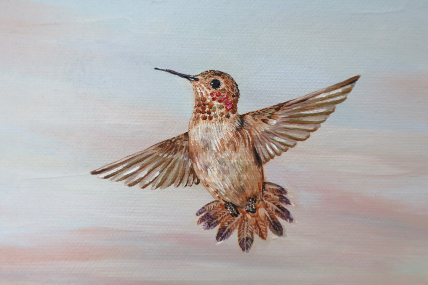 Rufous Hummingbird at Sunrise