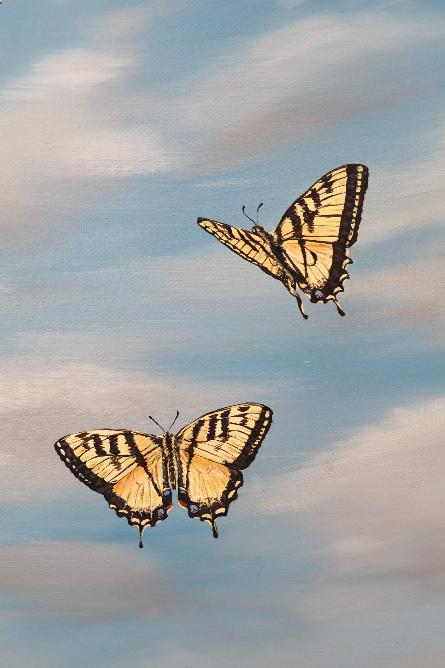 Swallowtails in the Sun