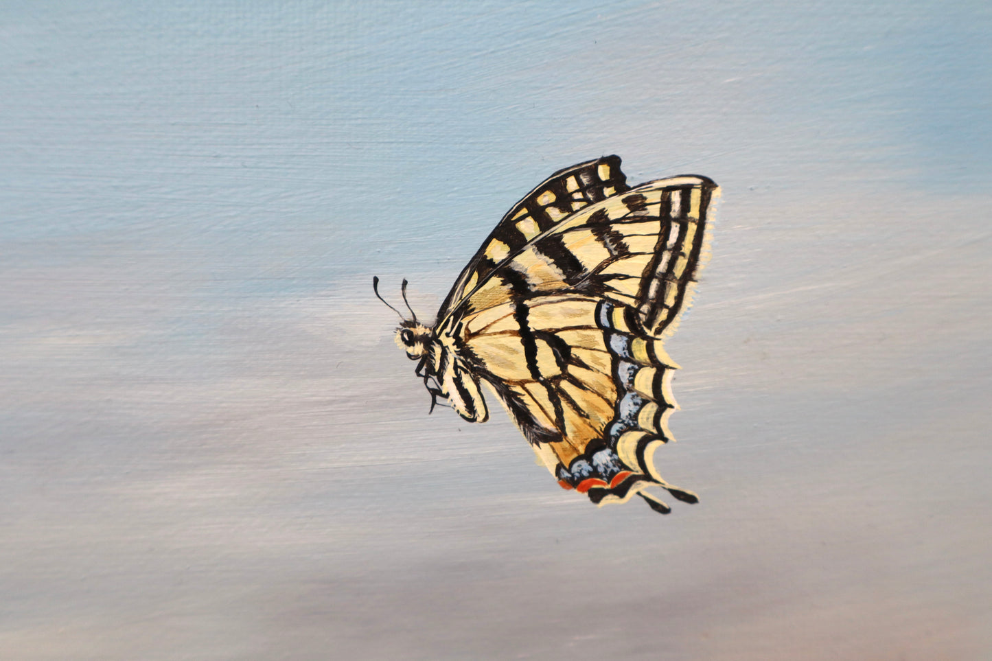 Swallowtails in the Sun