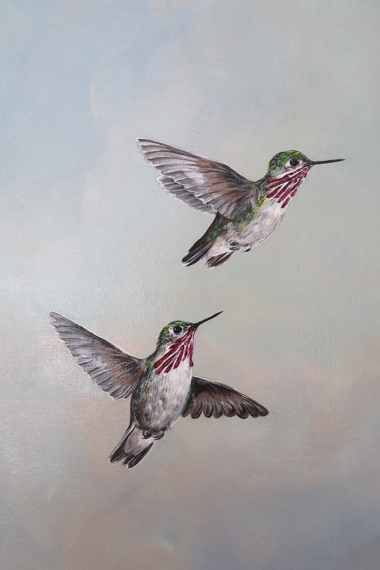Calliope Hummingbirds