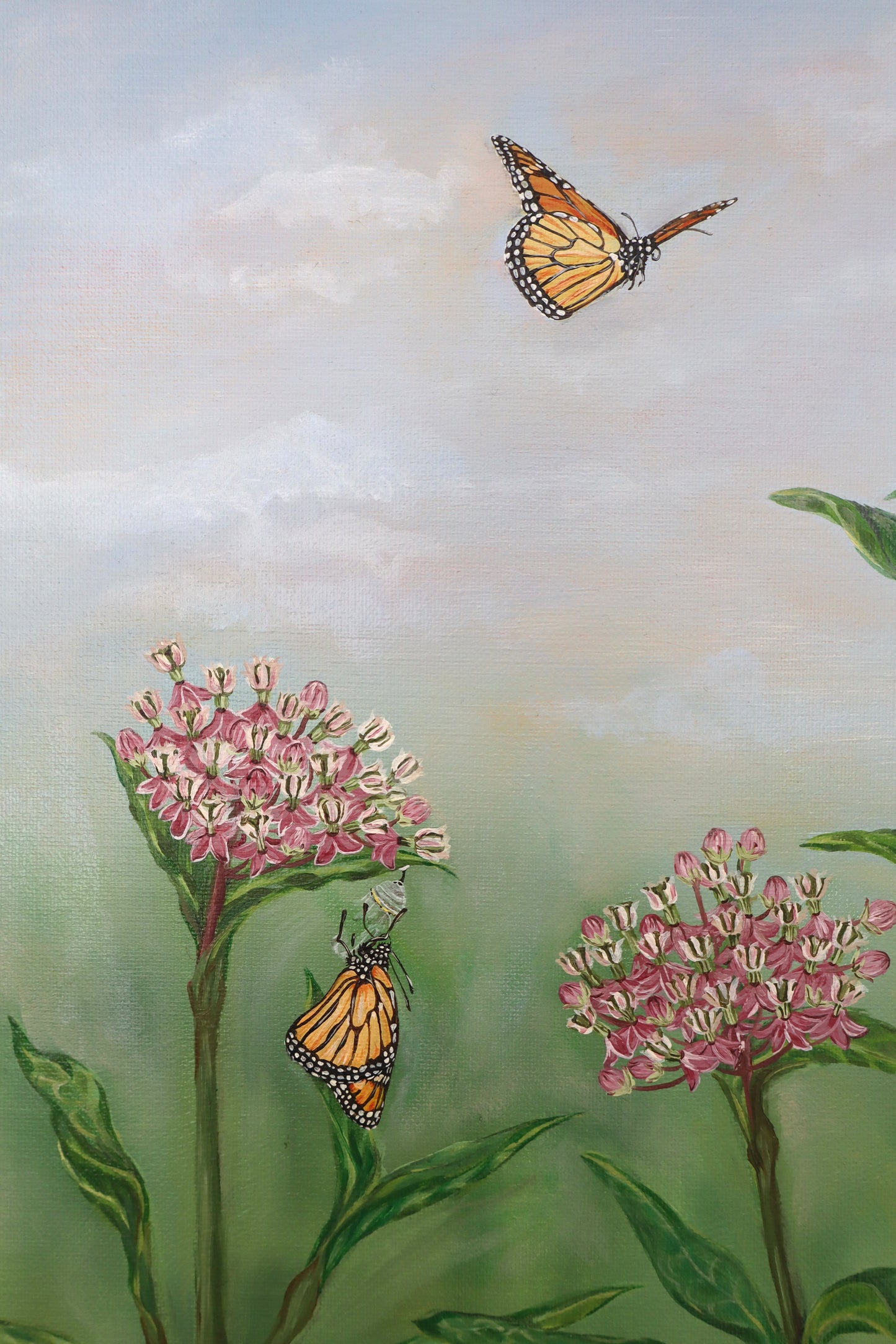 Monarchs on Milkweed