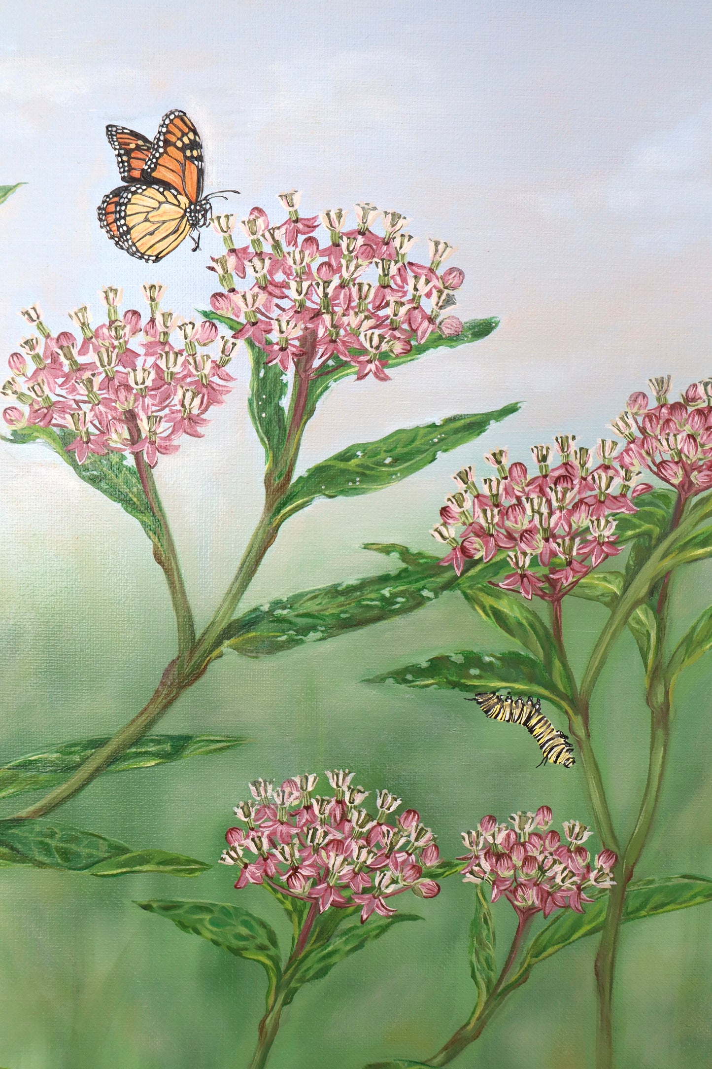 Monarchs on Milkweed