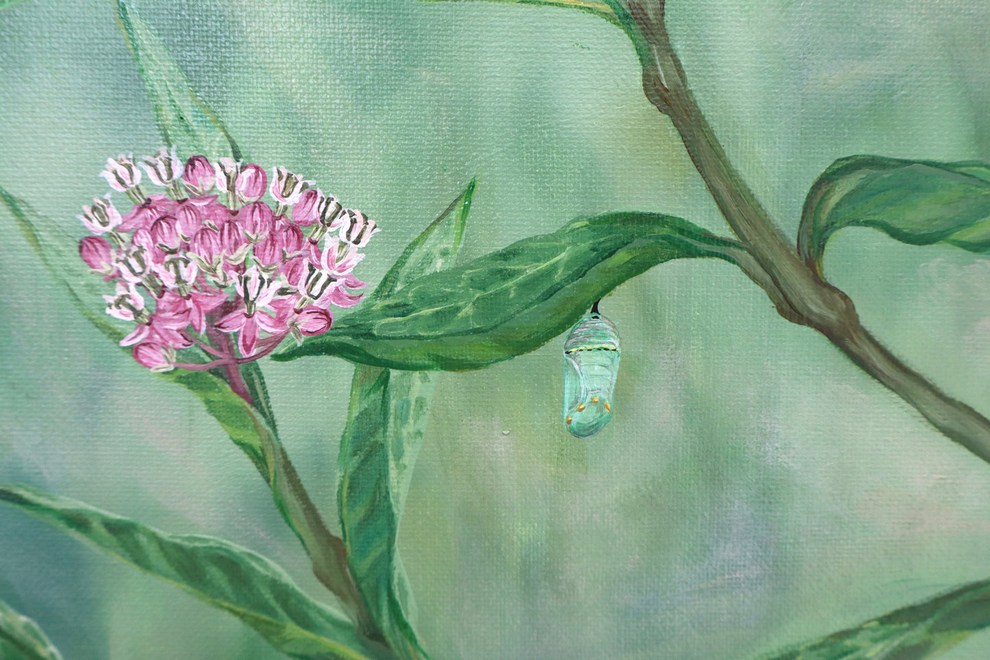 Monarchs on Milkweed